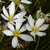 White, 6-tepaled flower with yellow anthers. Unripe green fruit.