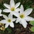 Close-up of a white, 6-tepaled flowers with large stamens.