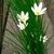 Grassy leaves & white, 6-tepaled flowers with big yellow anthers