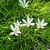 Grassy leaves & white, 6-tepaled flowers with big yellow anthers