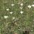 Naturalized