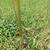 Stem