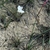 Habitat shot of grassy foliage & long tubular white flower.