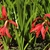 Two solitary red, zygomorphic flowers & strappy green leaves.