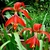 Two solitary, red, zygomorphic flowers & strappy green leaves.