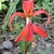 Solitary red, zygomorphic flower & strappy green leaves.