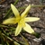 Close-up on a yellow, 6-tepaled flower with long yellow anthers