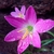 Close-up of pink, 6-tepaled trumpet-shaped flower & raindrops.