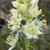 Flower cluster