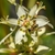 Close up of a white flower green nectaries & a visiting wasp.