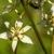 Close-up of a 6-tepaled flower & visiting metallic green bee