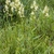 Natural stand of panicles of white flowers on erect stalks.