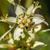 Zigadenus glaberrimus