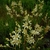 Natural stand of panicles of white flowers on erect stalks.