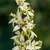Narrow stalk of white, 6-tepaled flower with green nectaries