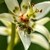 Close-up of a 6-tepaled flower visited by a metallic green bee