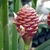 Flower of Z. macradenium