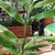 Stem and leaves