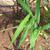 Zingiber officinale stem and leaves