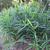 Zingiber officinale Plant