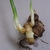 Growth from a rhizome