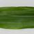Zingiber officinale leaf