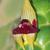 Zingiber officinale Flower closeup