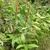 Form of Z. officinale
