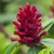 Flower of Z. officinale