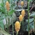Flower of Z. spectabile