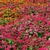 Mass planting