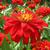 Zinnia elegans