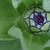 Zinnia elegans