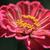 Zinnia elegans