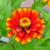 Zinnia haageana