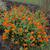Zinnia
