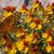 Zinnia acerosa