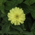'Canary Bird' leaves in lower part of picture