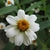 'Pette Land White'
