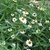 'Pette Land White'