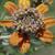 Zinnia anomala