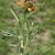 Zinnia anomala