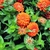 Several heads of orange flowers among ovate, opposite leaves.
