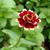 Zinnia haageana 'Aztec Burgundy Bicolor'