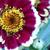 Zinnia haageana 'Aztec Burgundy Bicolor'