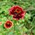 Zinnia haageana 'Aztec Burgundy Bicolor'