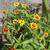 Zinnia haageana