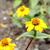 Zinnia haageana