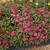 double rose flowers en masse
