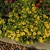 yellow flowers en masse